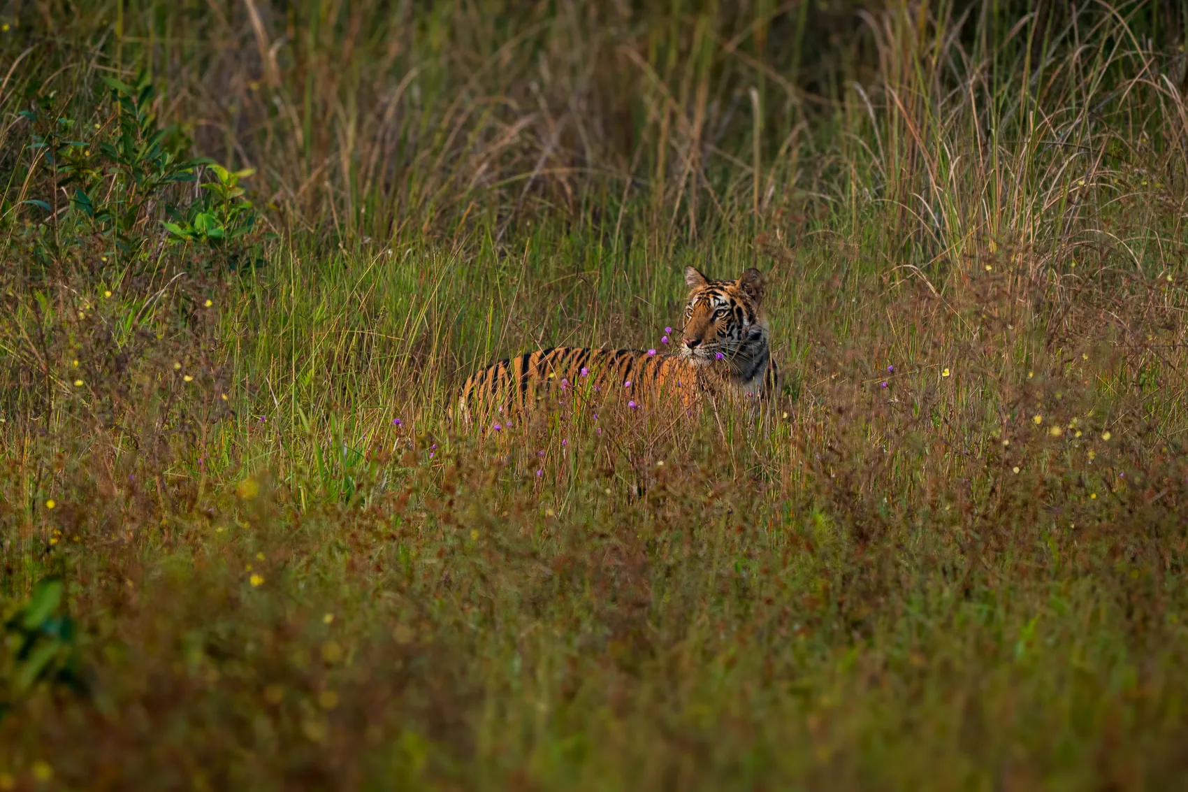 Tiger partly hidden in long grass