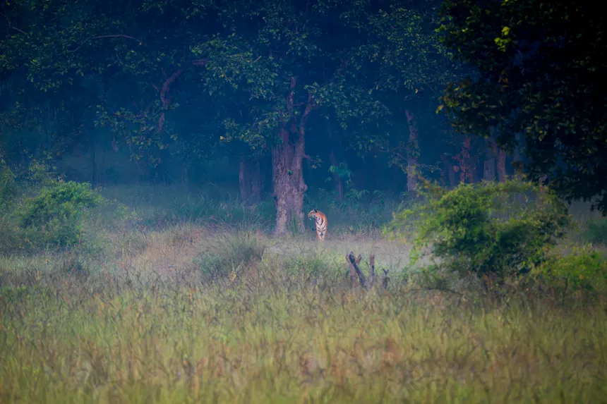 Tiger small in the distance beneath trees