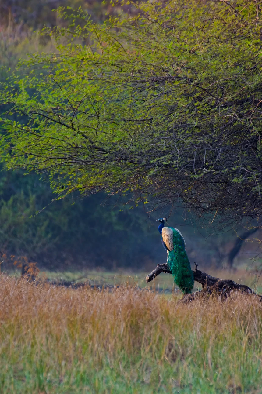 Peacock on a misty grassy clearing surrounded by trees