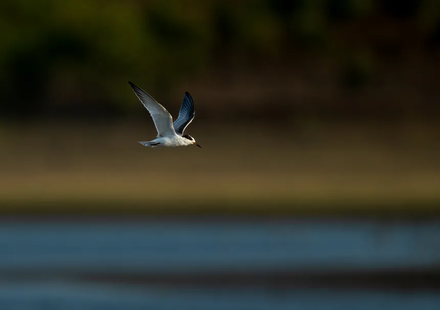 Small bird in flight over a tranquil river