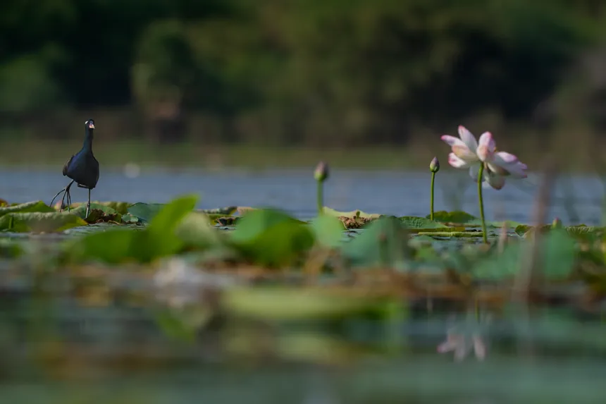 Peafowl standing near wetland flowers and leaves