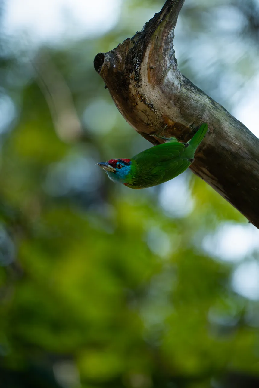 Green bird resting on a forest branch