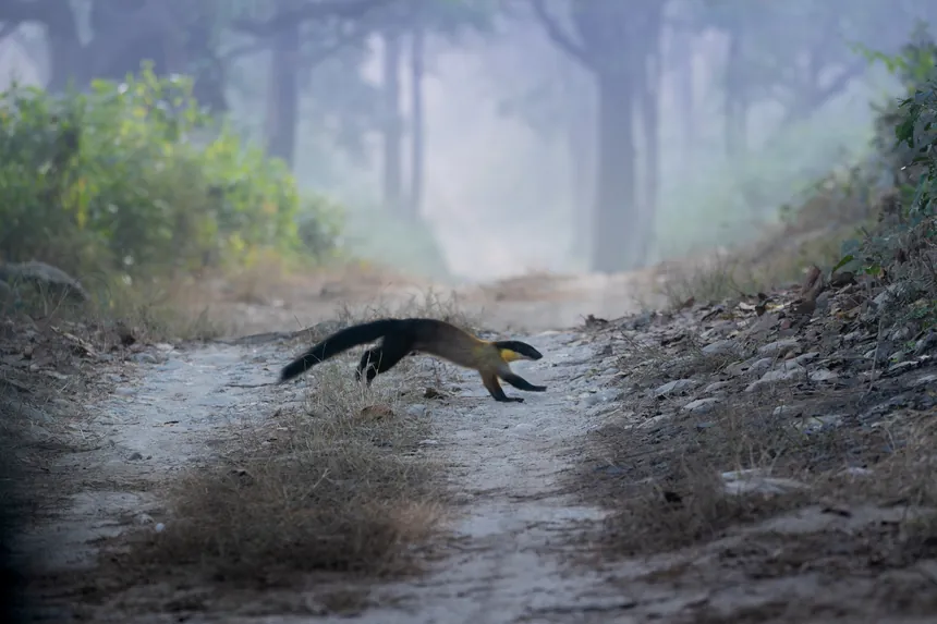 Wild animal crossing a misty forest track