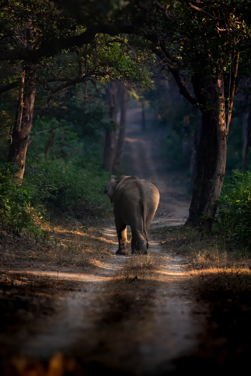 Wild elephant walking along a shaded forest track