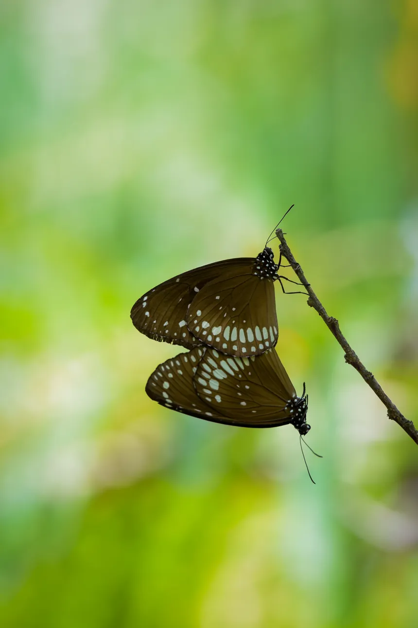 Two delicate butterflies on a branch against a soft green background