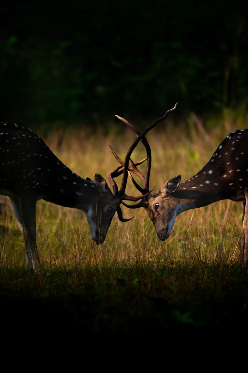 Two antlered deer standing close together in a meadow