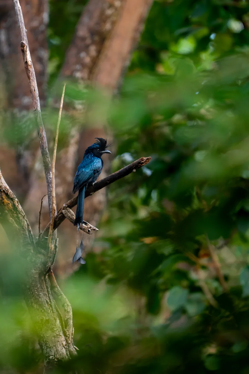 Greater racket-tailed drongo sitting on a branch