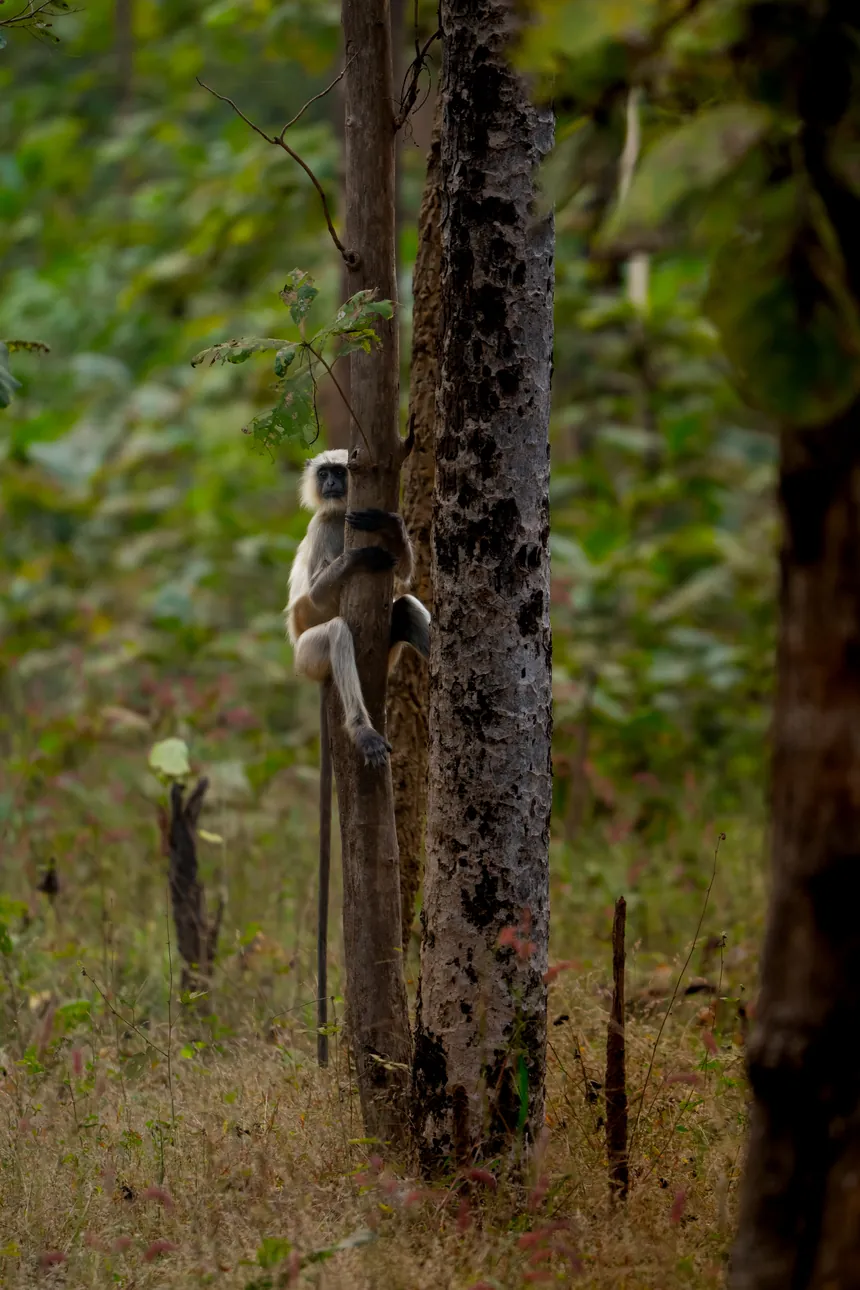 Gray langur clinging to a tree trunk