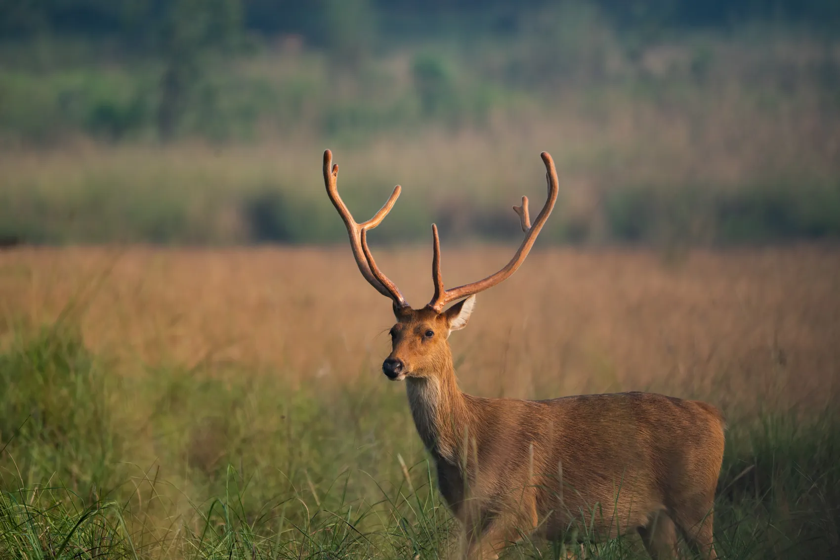 Antlered deer standing in tall meadow grass