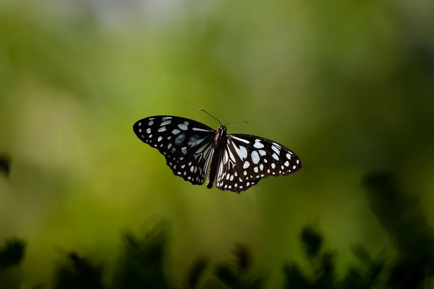 Black and white butterfly in flight against soft green foliage