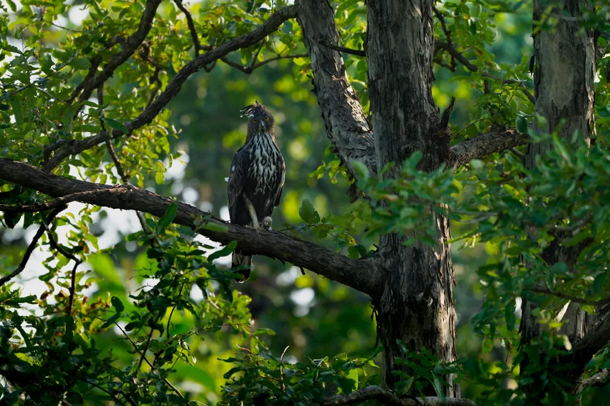 Large bird of prey perched in the canopy