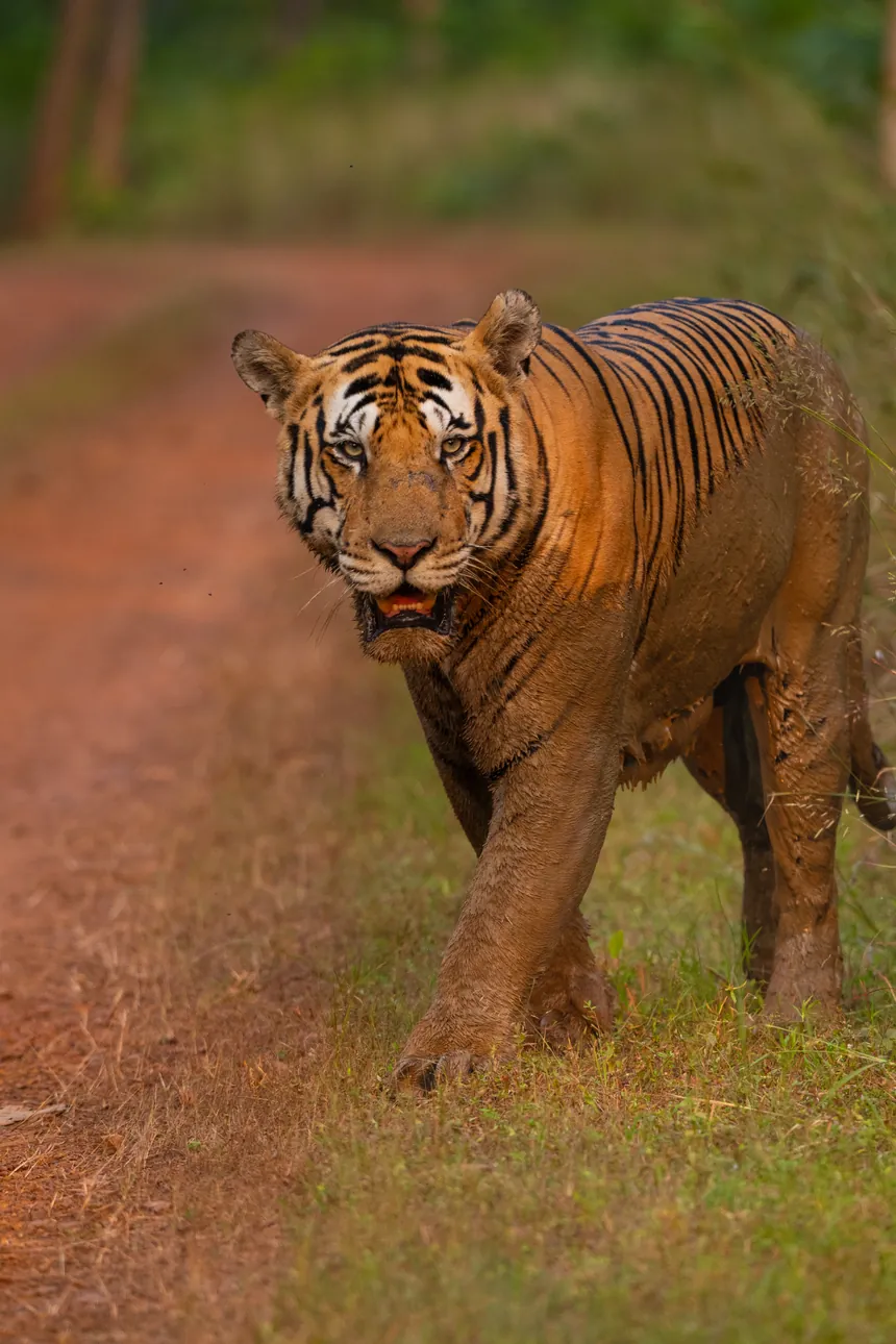 Bengal tiger walking towards the camera on a forest track