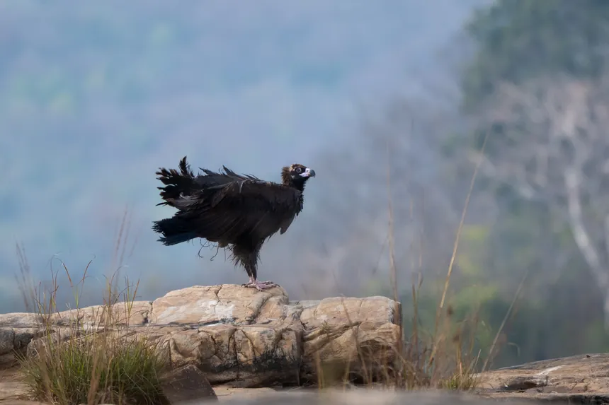 Vulture spreading its wings on a rock above the forest