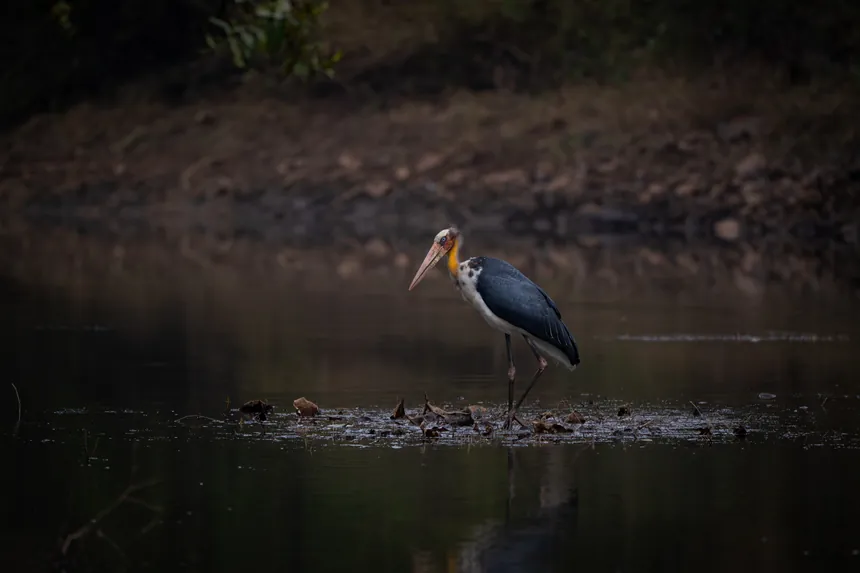 Large wading bird standing in shallow water