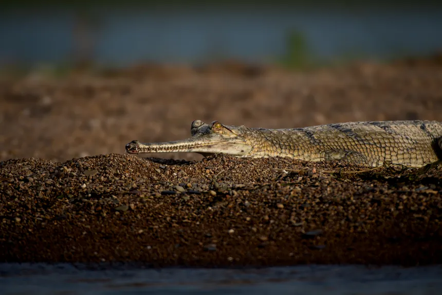 Mugger crocodile lying along the edge of water