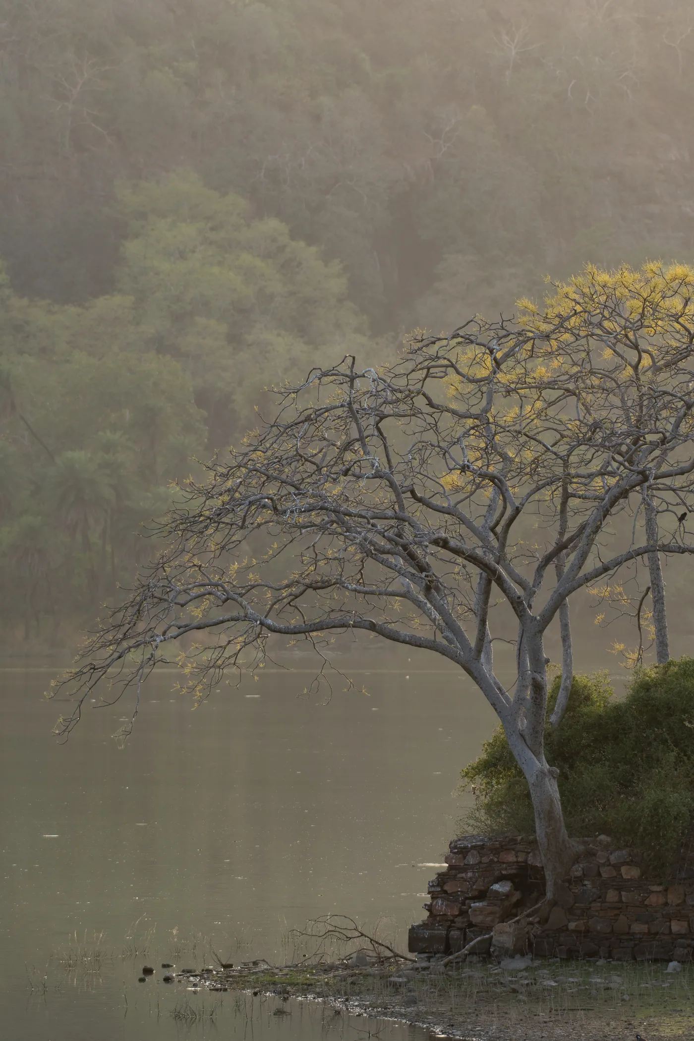 Misty forest lake with a tree at the shoreline