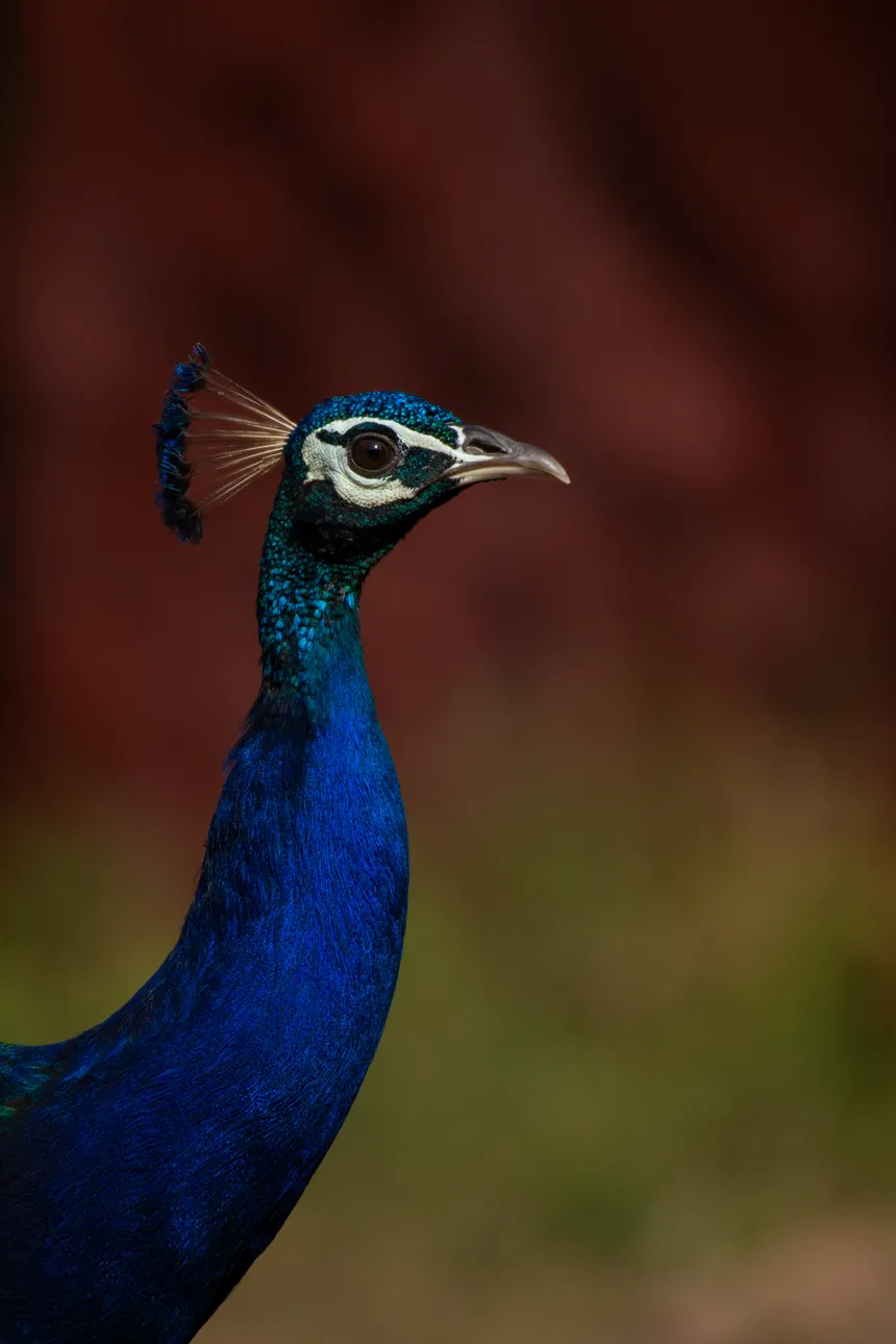 Indian peacock among shadowy trees