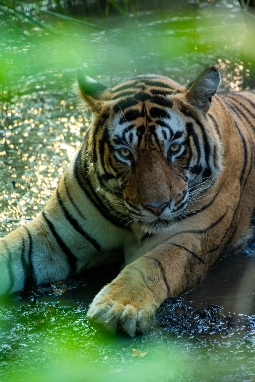 Bengal tiger resting beside water in forest shade