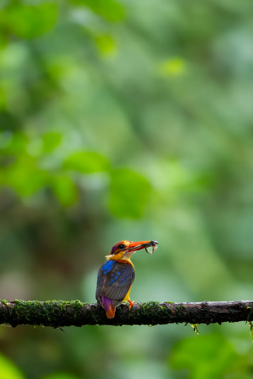 Colourful kingfisher perched with prey in its beak