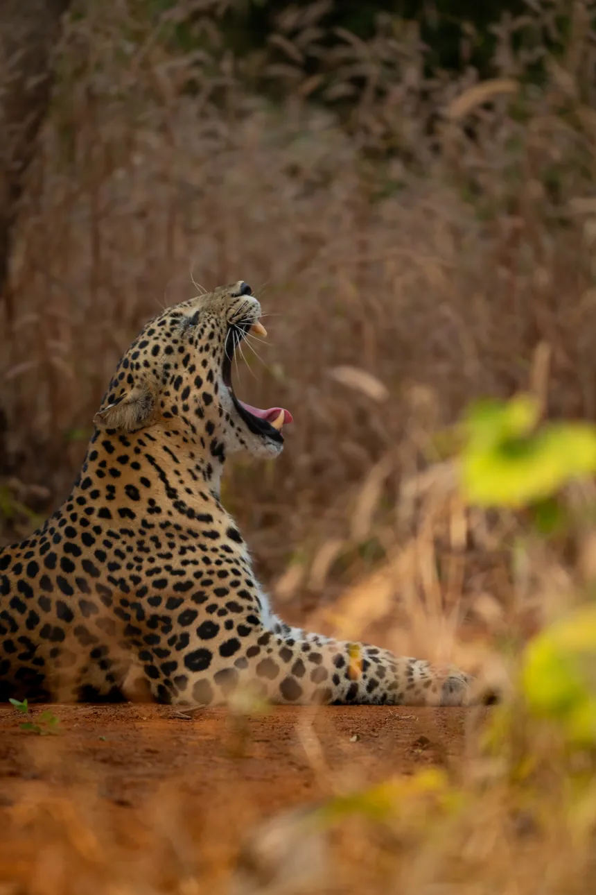 Leopard resting in dry woodland