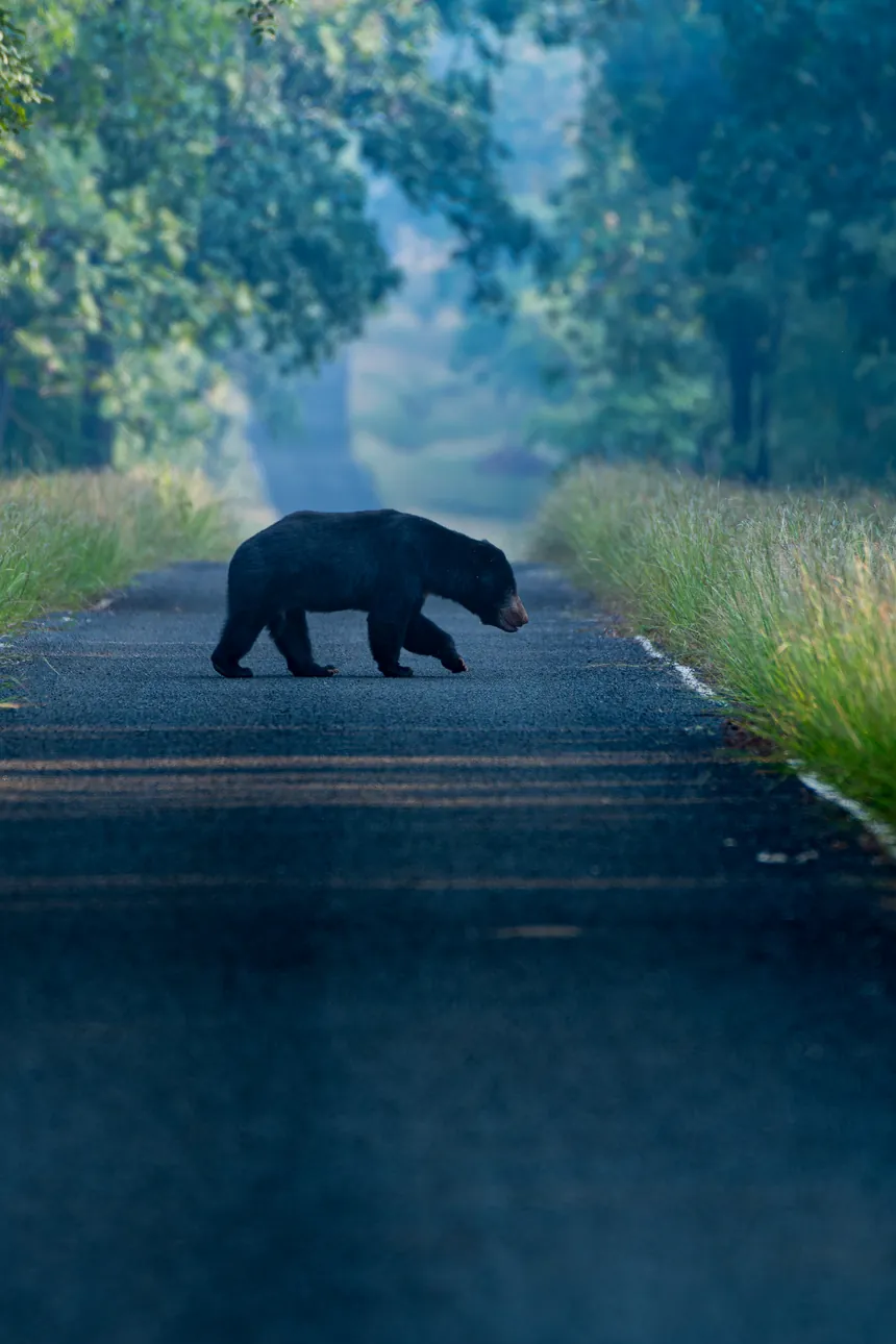 Sloth bear crossing a forest track