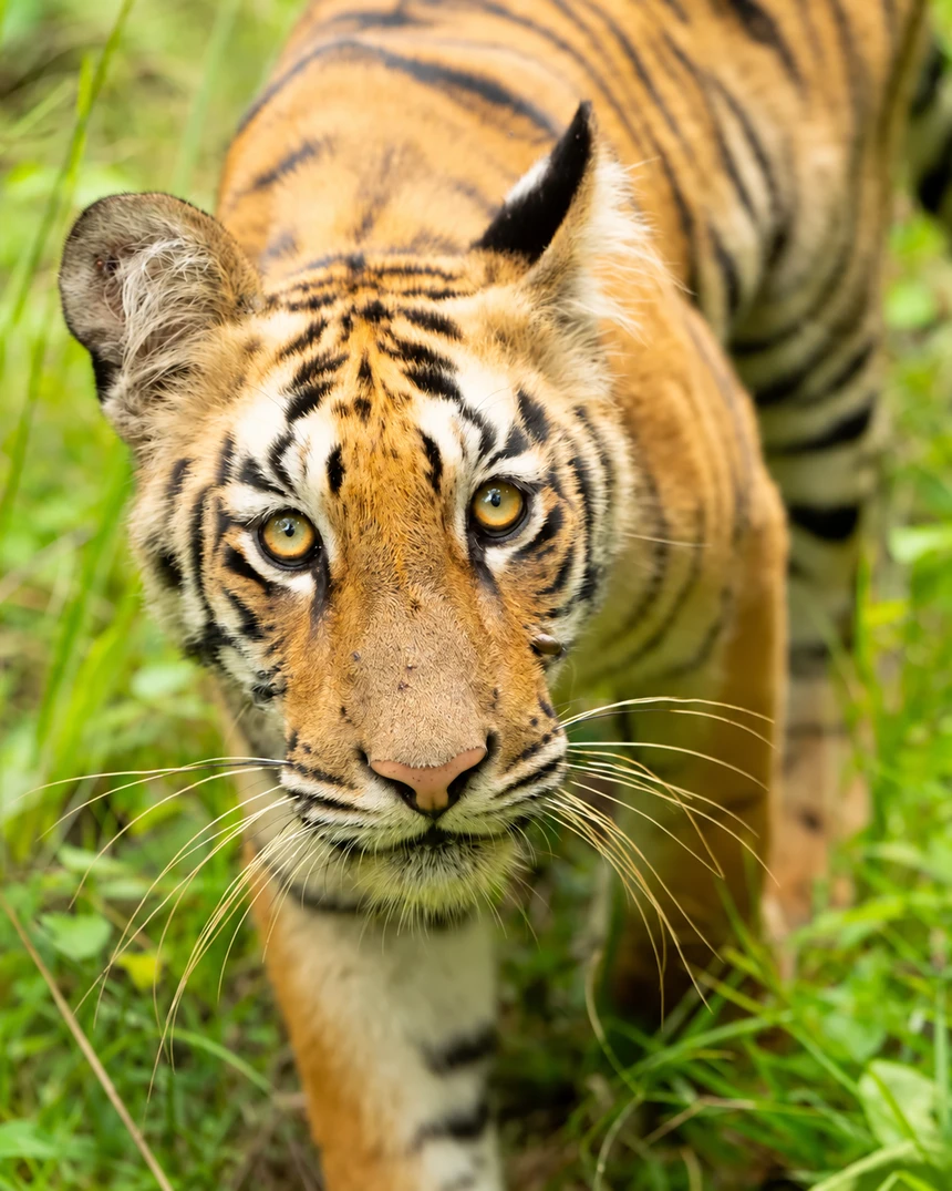 Bengal tiger looking towards the camera