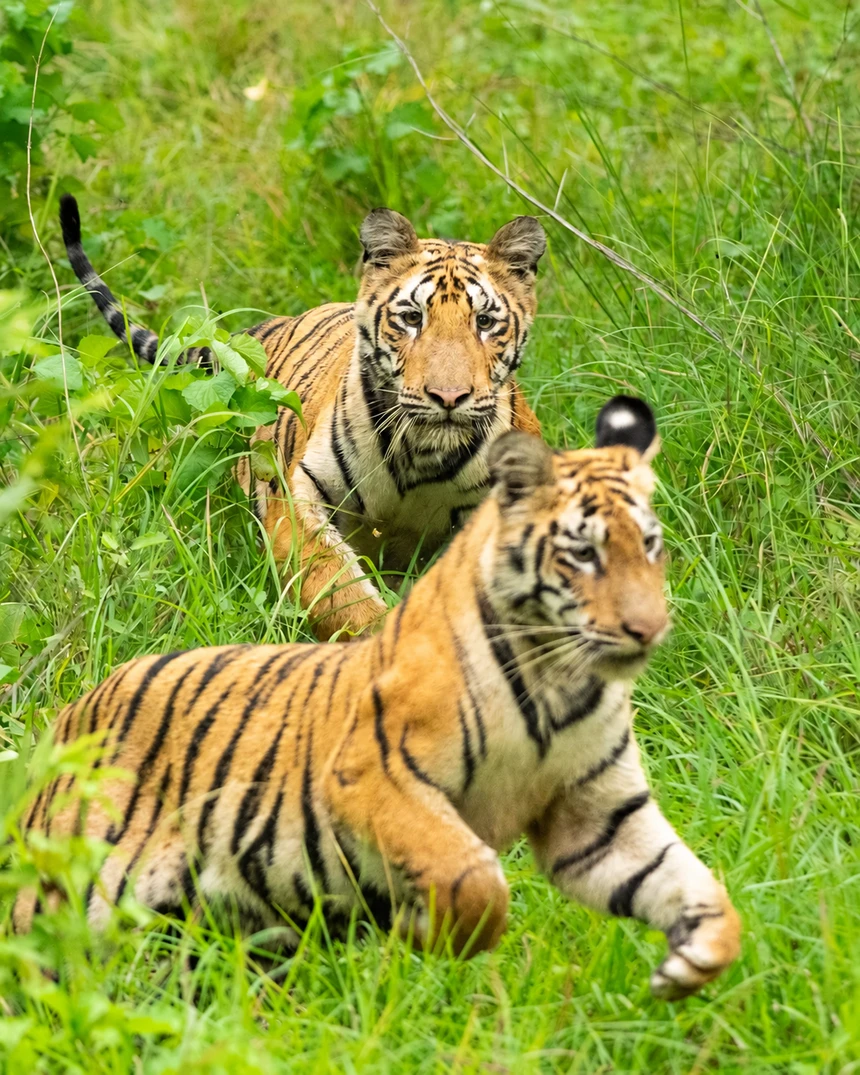 Two Bengal tigers in green grass