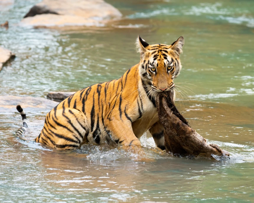 Bengal tiger standing in shallow water